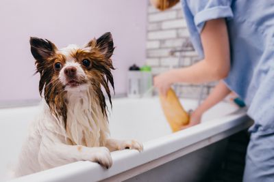 Pet Grooming and Pet Sitting Insurance in Lawrence, MA by Silverio Insurance Group