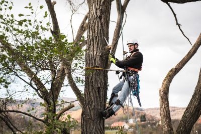 Tree Trimming Insurance in Lawrence, MA by Silverio Insurance Group