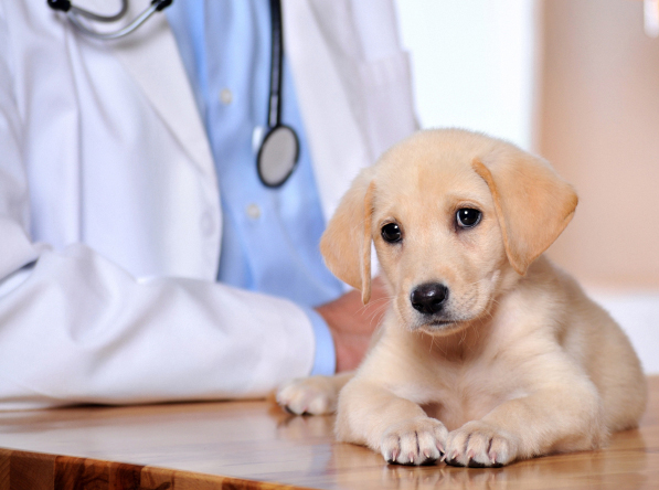 New England Pet Clinic Insurance